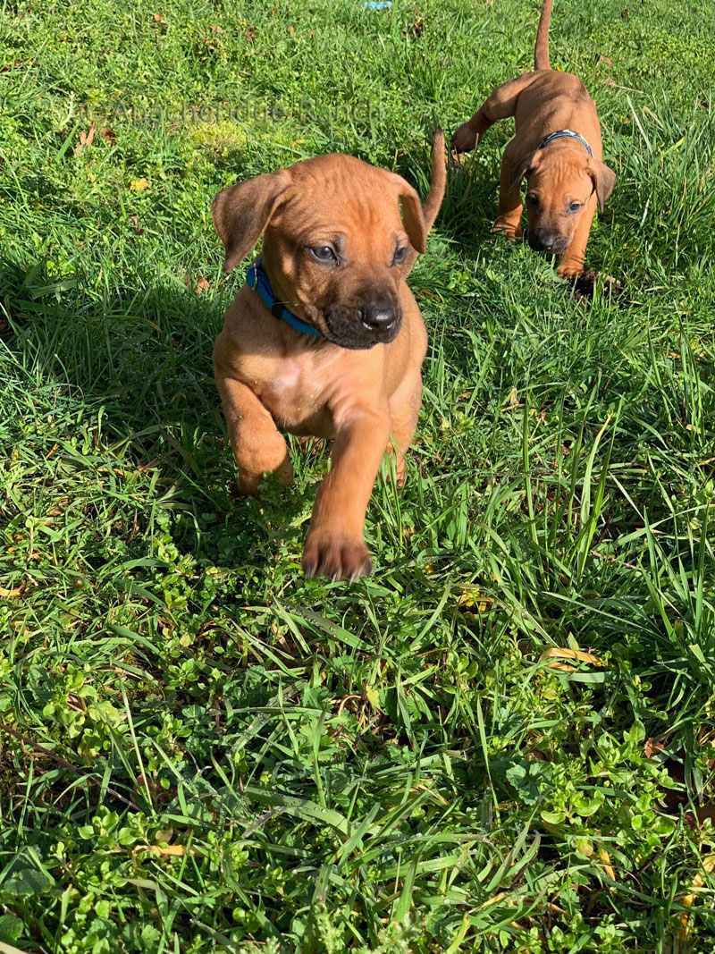 Rhodesian Ridgeback Puppies Available Now